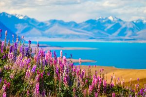 Landscape view of Lupins